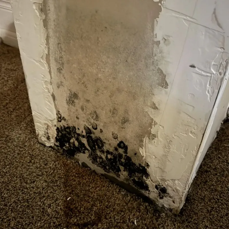 Professional Mold Removal in Forest Hills, MI